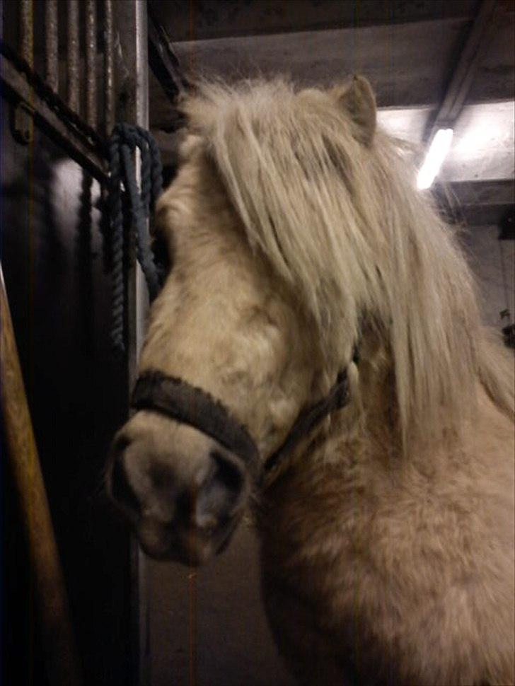 Shetlænder Sylvester (savnet) billede 3