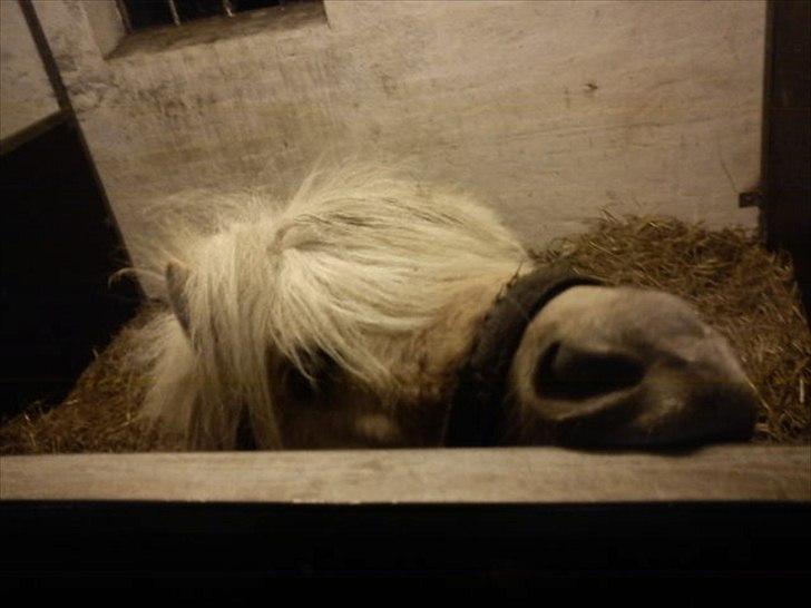 Shetlænder Sylvester (savnet) billede 4