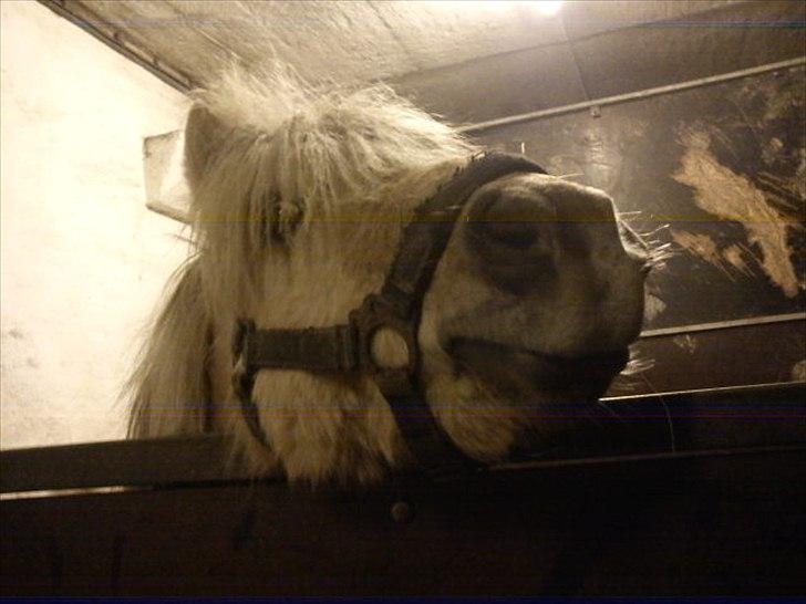 Shetlænder Sylvester (savnet) billede 5