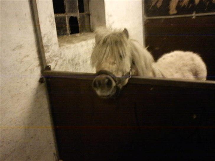 Shetlænder Sylvester (savnet) billede 6