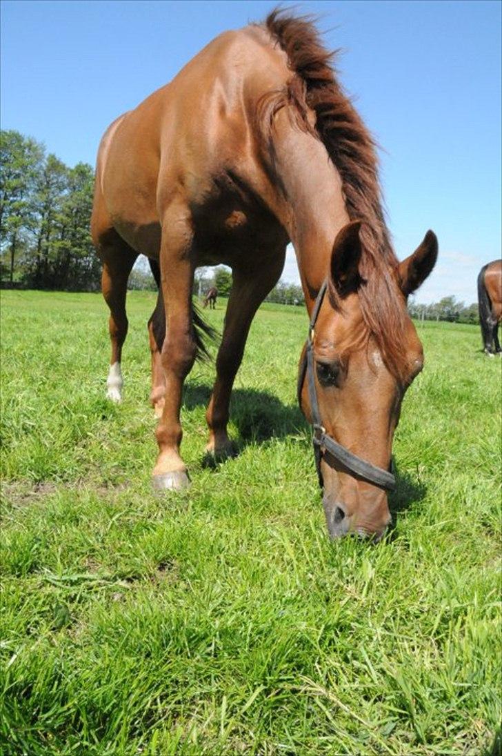 Anden særlig race Branco.  billede 8