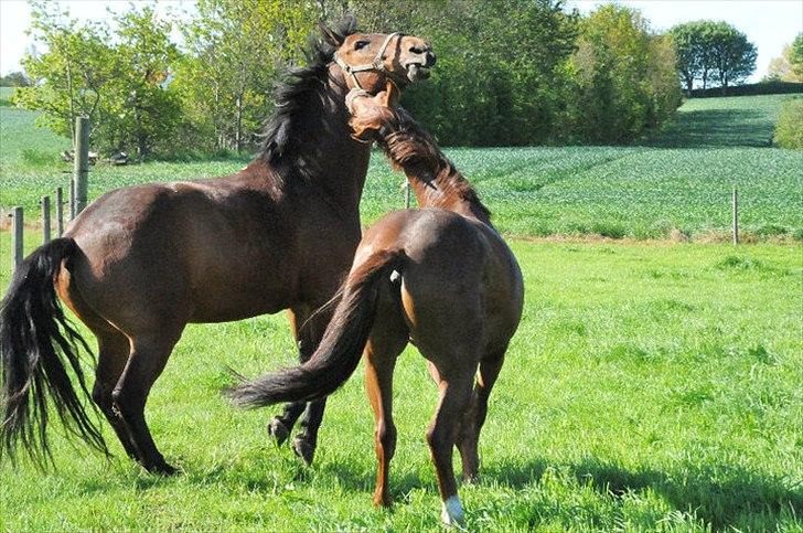 Anden særlig race Branco.  - vild hest ;) billede 9