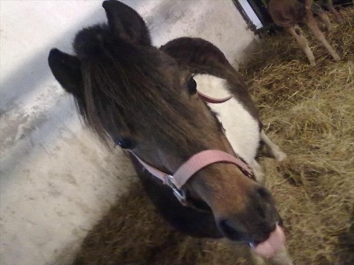 Shetlænder Momme (savnet) billede 1