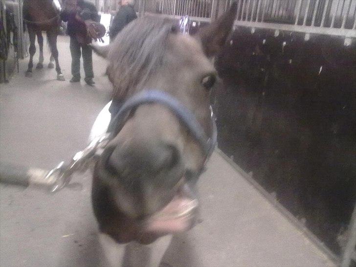 Shetlænder Momme (savnet) billede 2