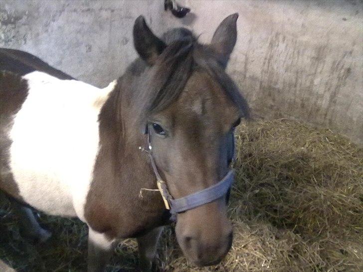 Shetlænder Momme (savnet) billede 3