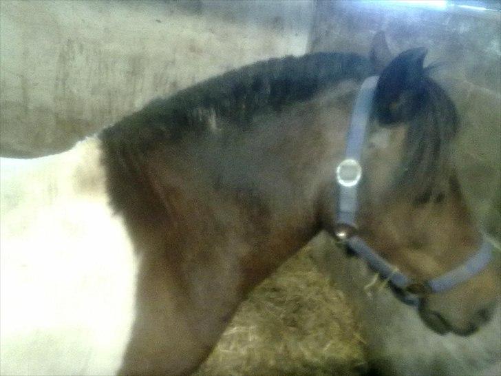 Shetlænder Momme (savnet) billede 4