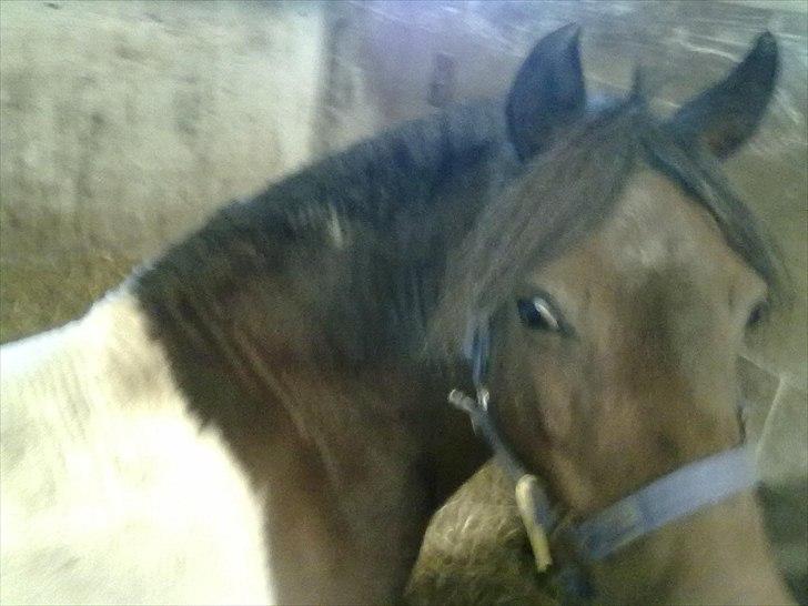 Shetlænder Momme (savnet) billede 5