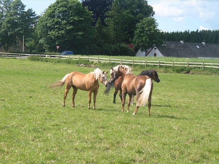 Palomino Kings Solidus avlshingst - Hilser på de dejlige damer billede 9