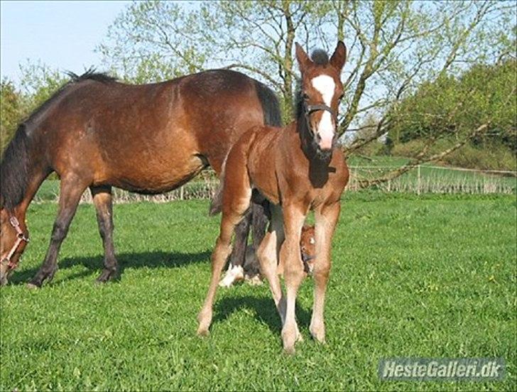 New Forest Romeos Geiger - Igen:-) billede 4