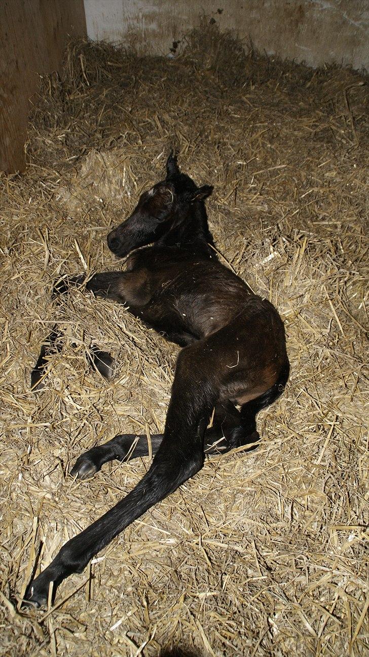 Anden særlig race Baldrian *givet væk* - en time gammel billede 1