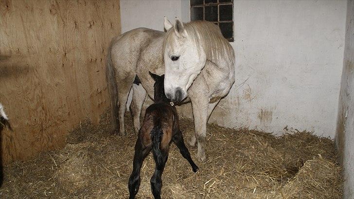 Anden særlig race Baldrian *givet væk* billede 3