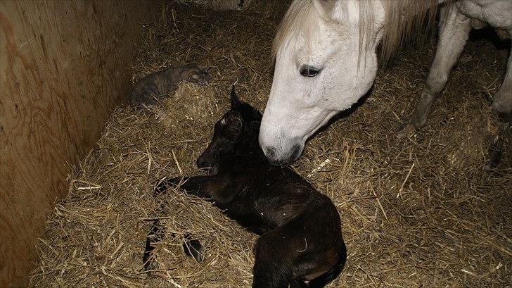 Anden særlig race Baldrian *givet væk* billede 4