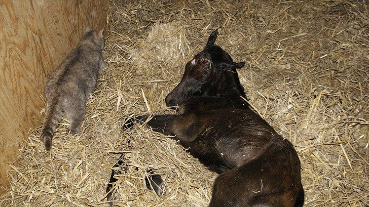 Anden særlig race Baldrian *givet væk* billede 5