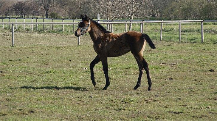 Anden særlig race Baldrian *givet væk* billede 6