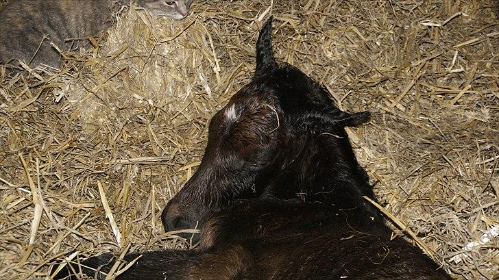 Anden særlig race Baldrian *givet væk* billede 7