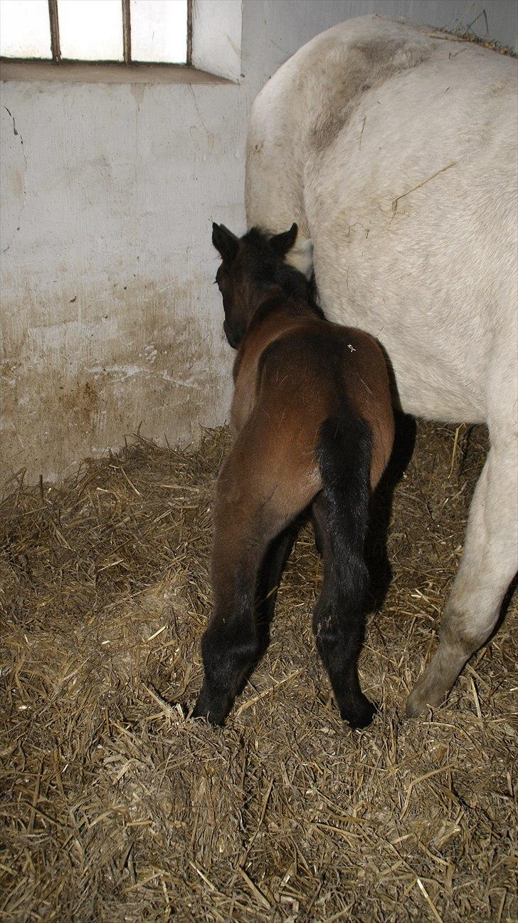 Anden særlig race Baldrian *givet væk* - 1 dag gammel billede 8