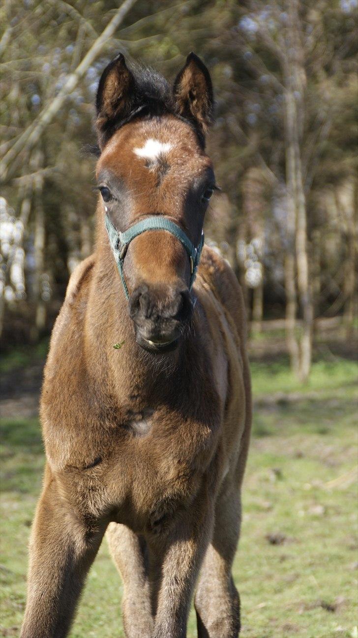 Anden særlig race Baldrian *givet væk* billede 9