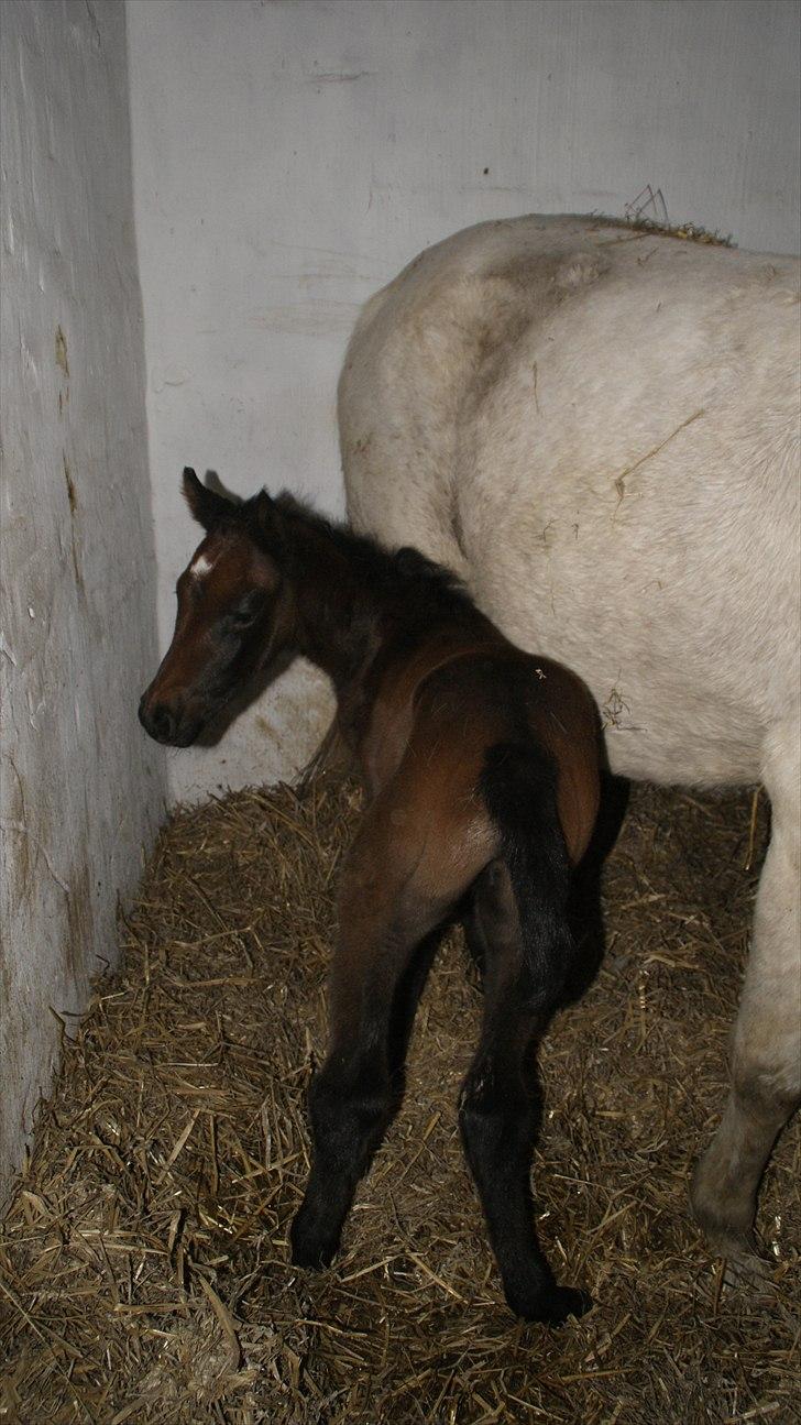 Anden særlig race Baldrian *givet væk* billede 10
