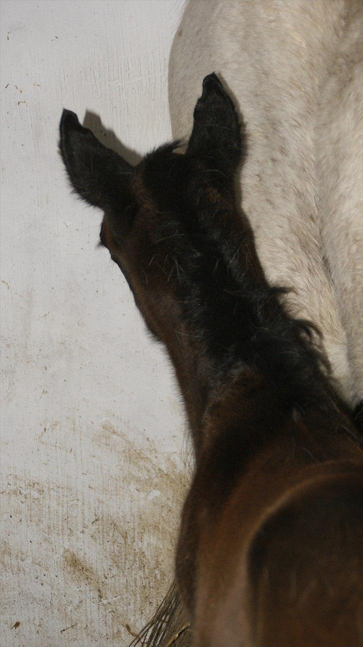 Anden særlig race Baldrian *givet væk* billede 11