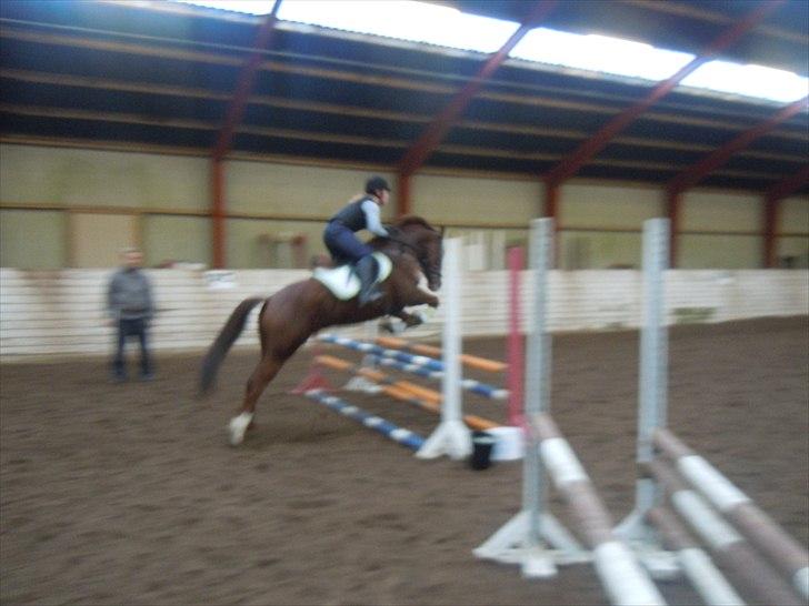 Anden særlig race Branco.  billede 10