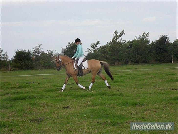 Anden særlig race Gimmle *SAVNER DIG!* billede 20