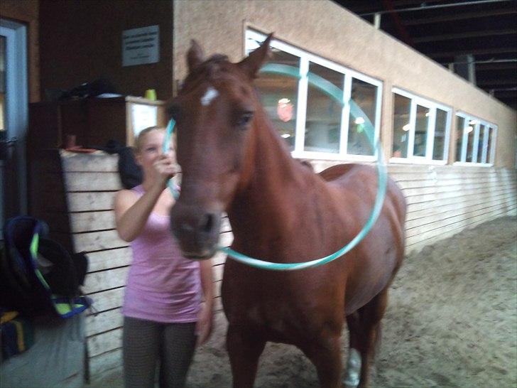 Anden særlig race Branco.  billede 11