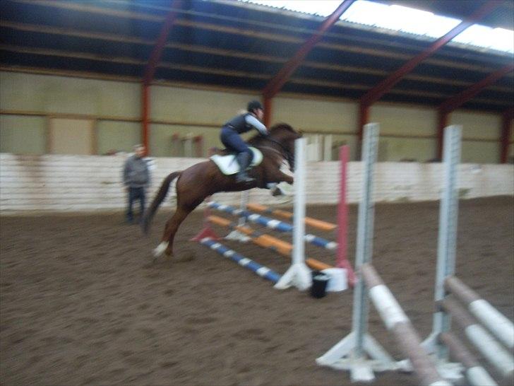 Anden særlig race Branco.  billede 12