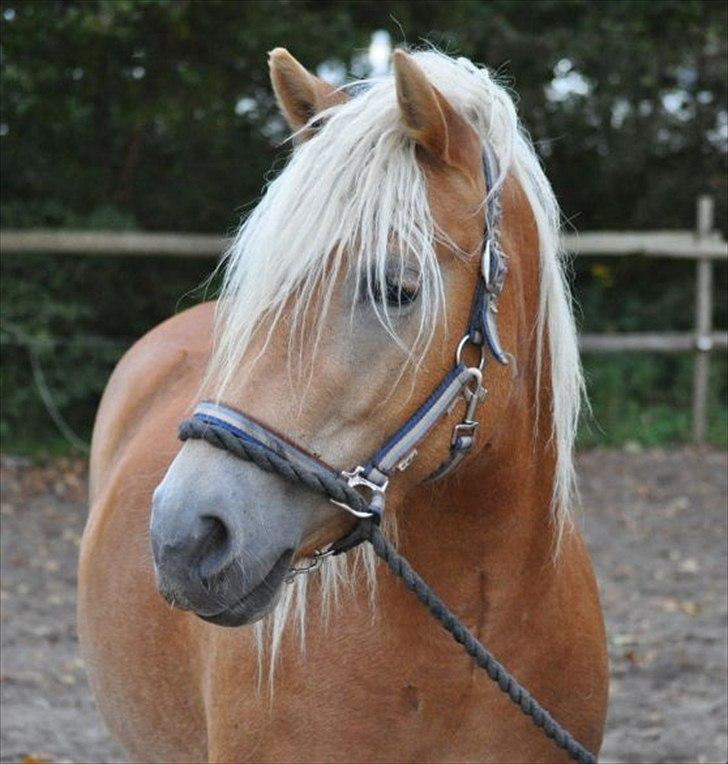 Haflinger Molly Virkelyst - Molly en af de første dage i den nye stald, ude på den store bane. billede 1