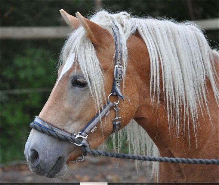 Haflinger Molly Virkelyst - Molly en af de første dage i den nye stald, ude på den store bane. billede 2