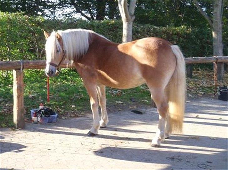 Haflinger Molly Virkelyst - Molly der daser den ved bommen efter en ordentlig strigletur billede 3