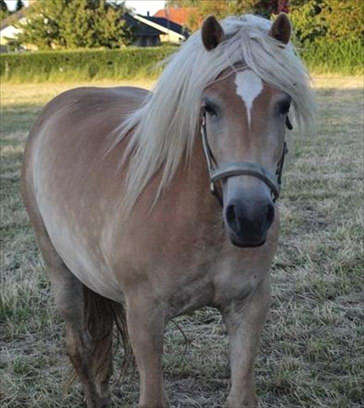 Haflinger Molly Virkelyst - Molly det sted hun stod før jeg købte hende.  billede 4