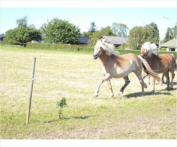 Haflinger Molly Virkelyst - Molly på fold det sted hun stod før. billede 5