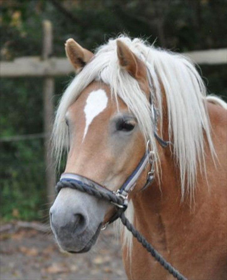 Haflinger Molly Virkelyst - Molly, der nysgerrigt iagtager alt hvad der sker på banen. billede 6