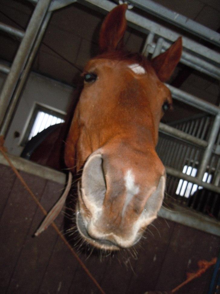 Anden særlig race Branco.  billede 13