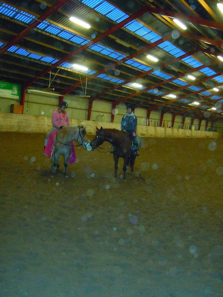 Anden særlig race Branco.  billede 14