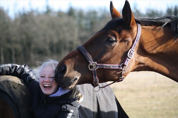 Dansk Varmblod Sandbæks Lucas-Light - "Alessandras hovede skal kanøfles, ømmm blodine fra næstved lige mig" Luca's tanke, 12/02/11 FotoGraf - Hanne Viola Pedersen billede 11