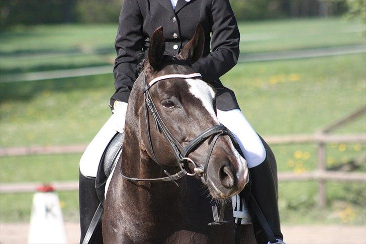 Dansk Varmblod Kastaniegården Charleston billede 1