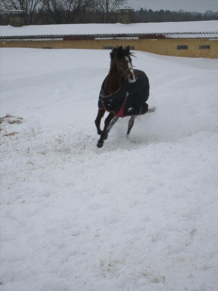 Anden særlig race Miss Monique billede 13