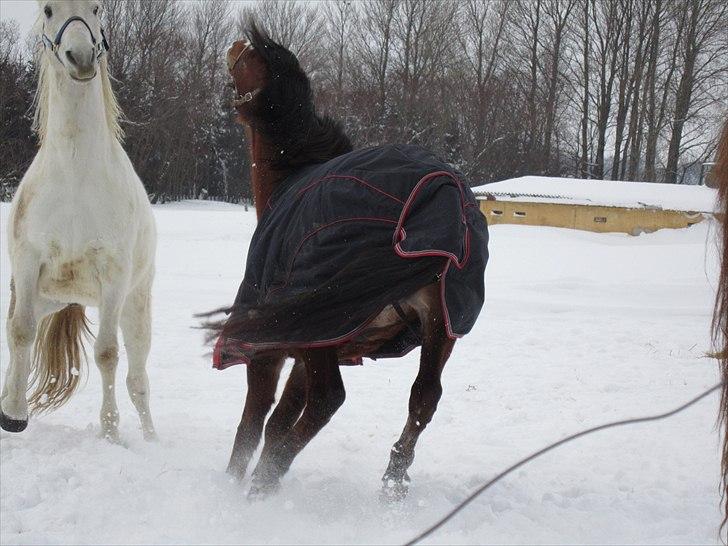 Anden særlig race Miss Monique billede 17