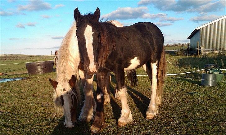 Irish Cob freja - her er hun med sin første føl, hingsten Lancelot billede 11