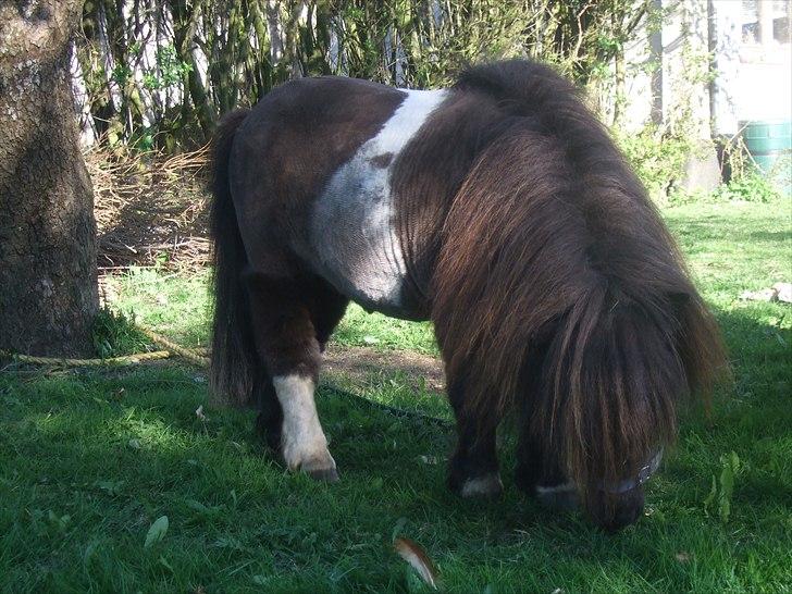 Shetlænder Stjernens Mini-Ness - Næser går og hygger sig i haven :) billede 4