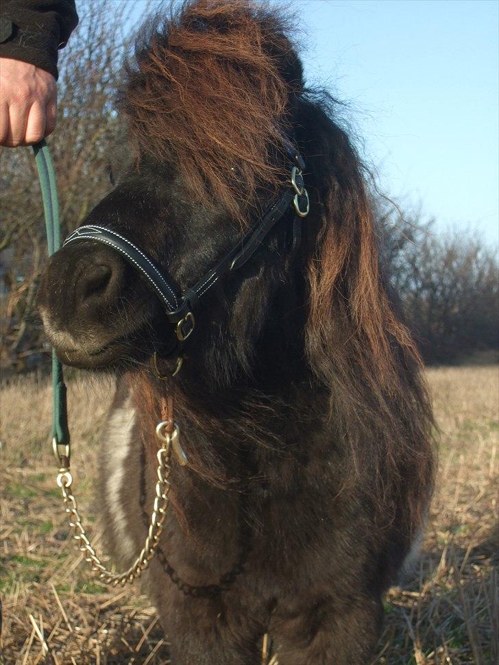 Shetlænder Stjernens Mini-Ness - Smukke hingst <3 billede 5
