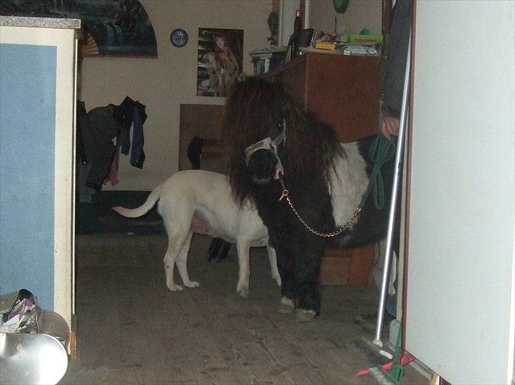 Shetlænder Stjernens Mini-Ness - Hovsa, det var da ikke lige stalden ;) billede 6