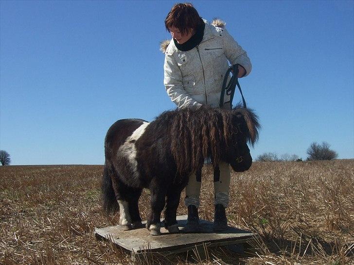 Shetlænder Stjernens Mini-Ness - Paller er meget sjove! :) billede 7