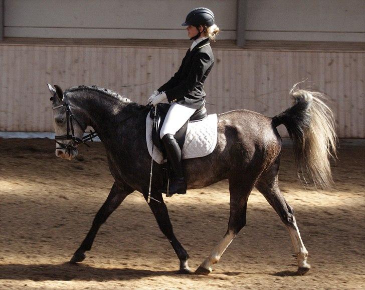 Sportsaraber (A) Gomez - Gomez's første stævne NHR 64% <3 billede 7