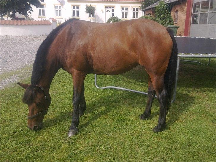 Anden særlig race Flika billede 2