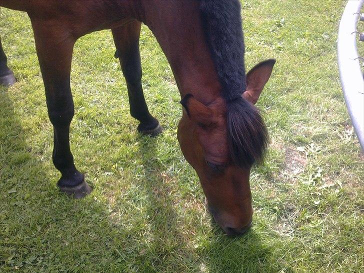 Anden særlig race Flika billede 3