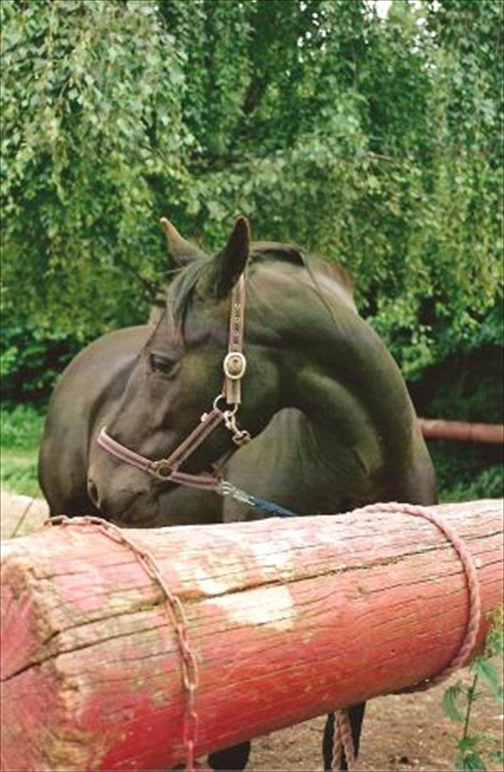 Anden særlig race Mallory billede 4