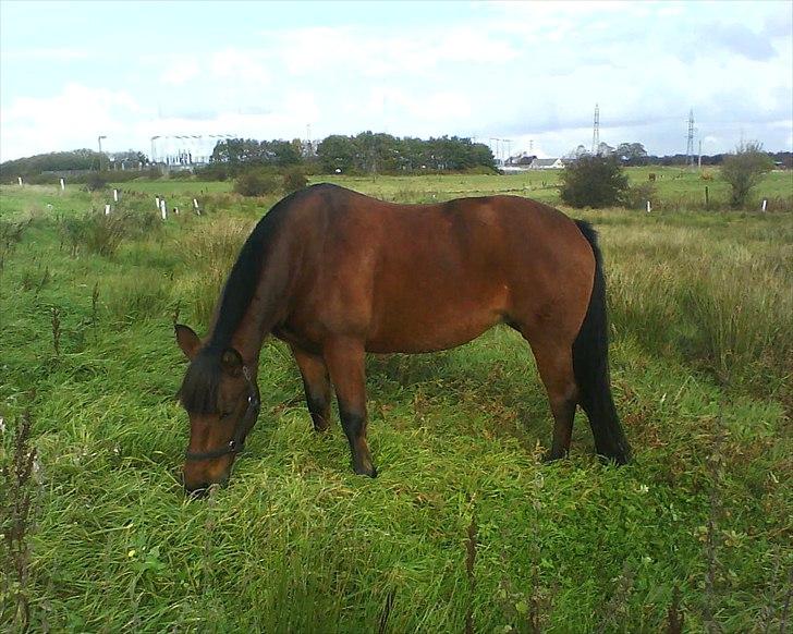 Anden særlig race Flika billede 4