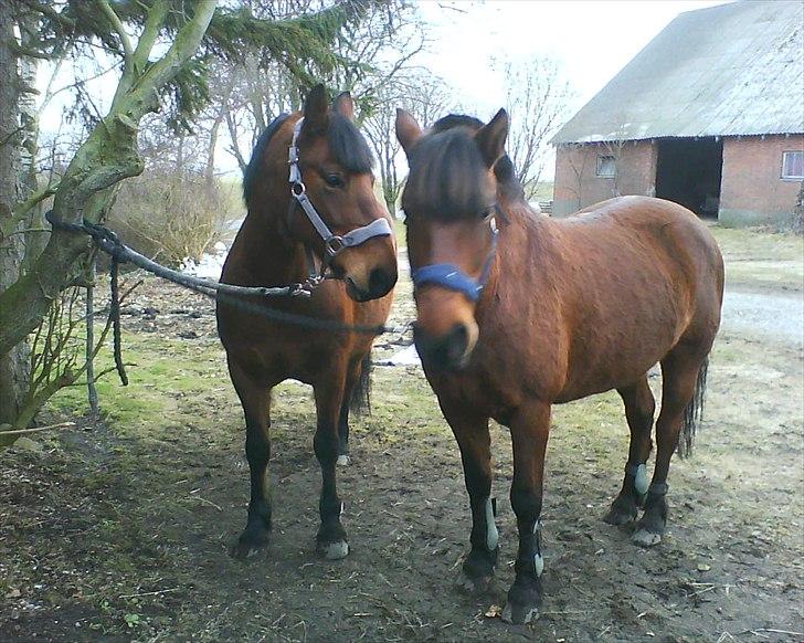 Anden særlig race Flika billede 5